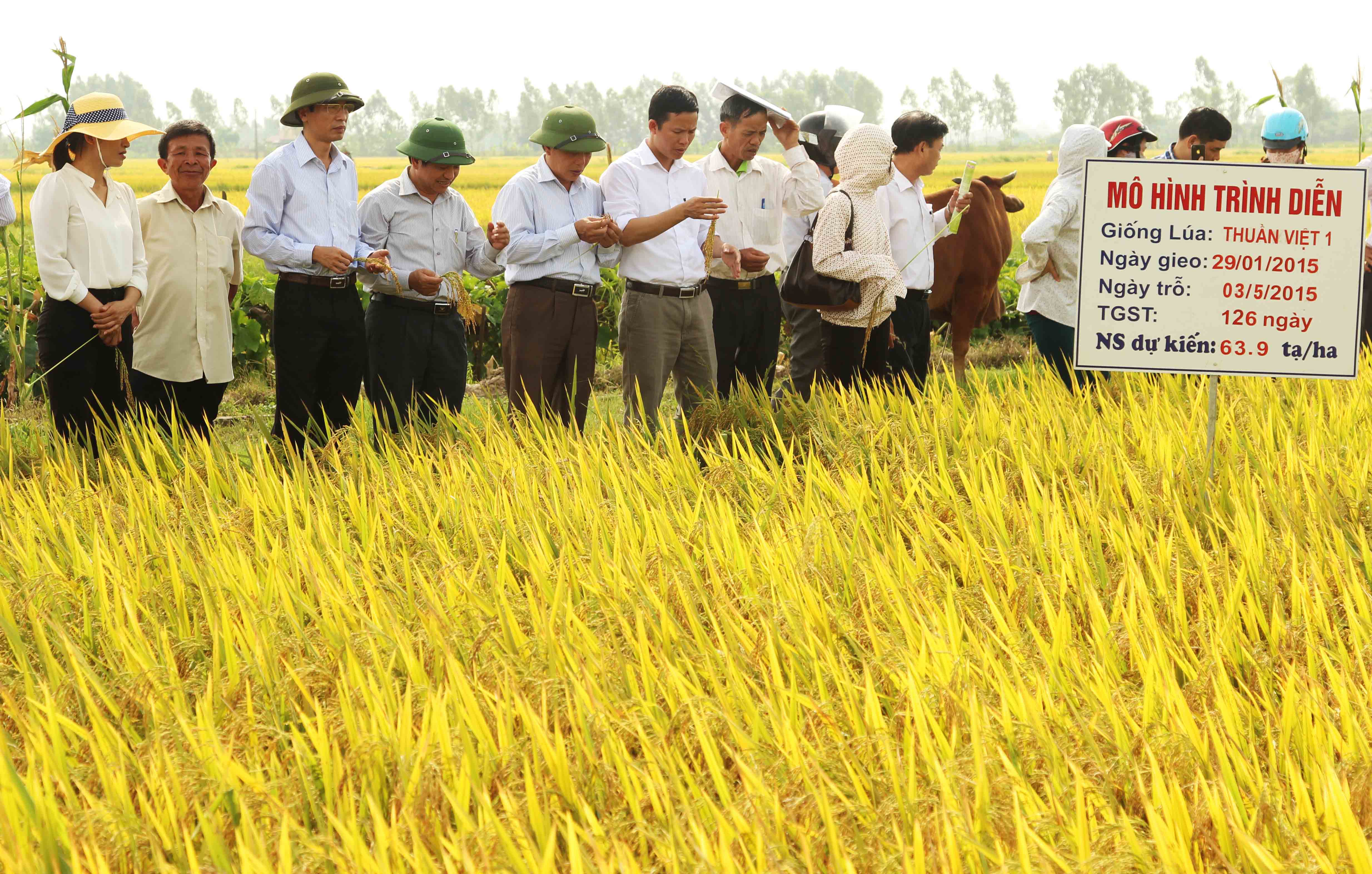 Hải Dương: Mô hình sản xuất giống lúa mới Thuần Việt 1